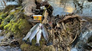 Pescar Trucha con Lombriz: Una Guía para Principiantes